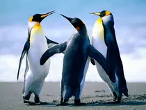 Trabajos de AW/imagenes/Penguins.jpg