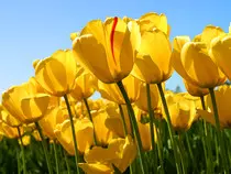 Trabajos de AW/imagenes/Tulips.jpg