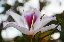 images/blur flower.jpg