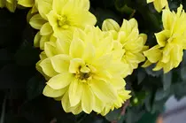 images/yellow flower copy.jpg