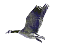 media/goosefly.gif