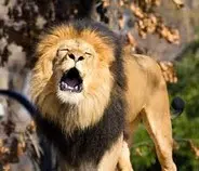 lion.jpg
