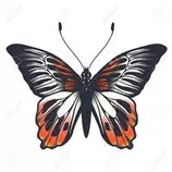 vectorial/6.jpg